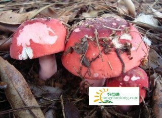 干红菇多少钱一斤，红菇贵是有原因的,第3图