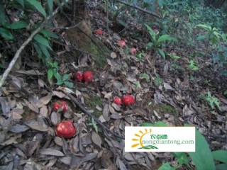 红菇营养分析和红菇的图片,第1图
