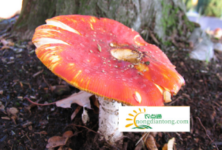 野生红蘑菇功效与作用，营养高吗,第1图