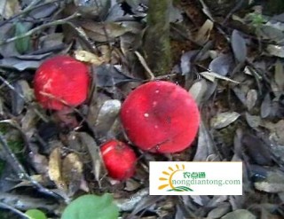 红菇为什么不能人工种植？因为红菇菌丝是和树木的根系共生的