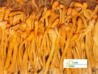 虫草花是否为食用菌？,第2图