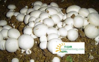 口蘑菇多少钱一斤？口蘑可提高免疫力,第1图