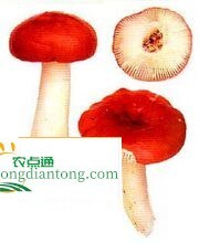什么是毒红菇？误食毒红菇有哪些危害？,第2图
