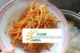 食用菌虫草菇好吗？,第2图