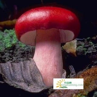 红菇多少钱一斤，如何鉴别红菇,第1图