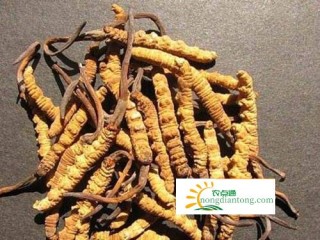 每天什么时候吃冬虫夏草最好？,第3图