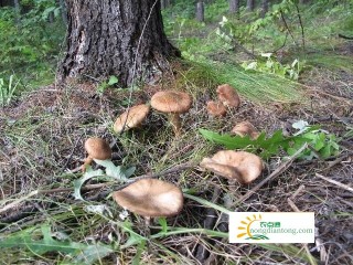 新鲜榛蘑的野生环境图片,第5图