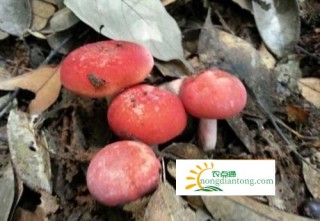 福建特产——野生红菇