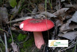食用菌红菇的产地在哪？野生红菇的特点有哪些？,第3图