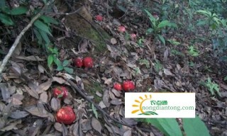 野生红菇的生长环境,第1图