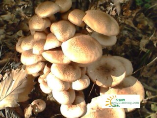 黄蘑和榛蘑是不是同一种食用菌,第3图