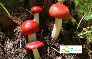 福建大田红菇种植，有哪些独特性？