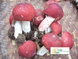 福建大田红菇种植，有哪些独特性？,第3图
