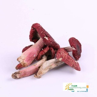 红菇的功效作用以及营养价值，红菇的特征,第3图