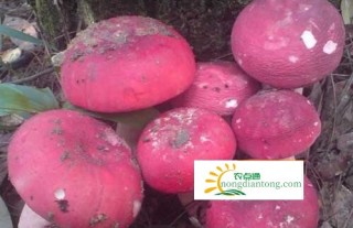 容县野生红菇产量喜获大丰收,第2图