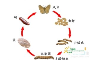 虫草是虫还是草？虫草到底是怎样形成的？,第1图