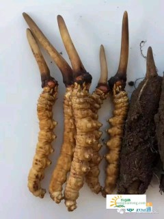 新鲜虫草怎样吃？,第3图