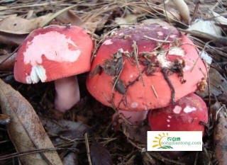 红蘑菇有几种,第1图