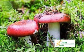 干红蘑菇泡多长时间,第1图