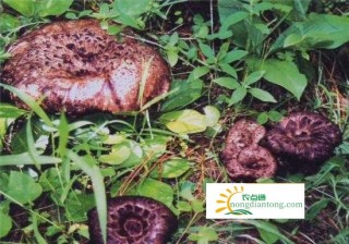 干虎掌菌的吃法有哪些？,第3图