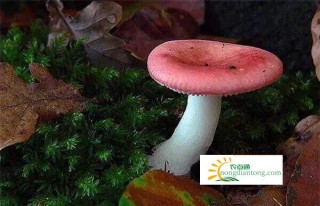 红蘑菇多少钱一斤,第2图