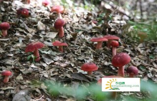 红蘑菇长啥样子,第3图
