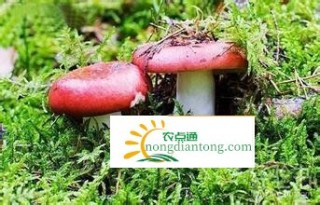 野生大红菇多少钱一斤,第4图