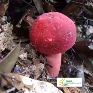 怎样种植红菇？,第1图