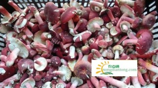聂都乡红菇市场火热,第2图