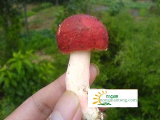 红菇为什么不能人工种植？因为红菇菌丝是和树木的根系共生的,第3图