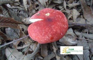红蘑菇长啥样子,第2图