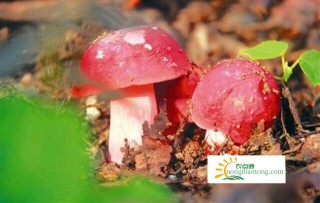 红蘑菇能不能吃？什么样的红蘑菇有毒,第1图
