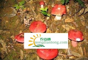 红菇可以人工种植吗？原因有哪些？,第2图