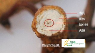 辨别冬虫夏草真假的方法有哪些？,第2图