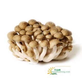 腊排骨炖榛蘑的做法-如何做肉质鲜美的腊排骨,第3图