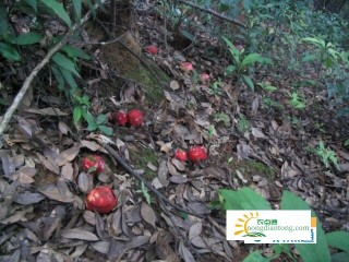 野生红蘑菇怎么辨认,第1图