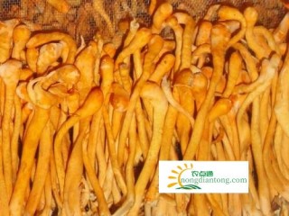 虫草菇和虫草花的区别,第1图