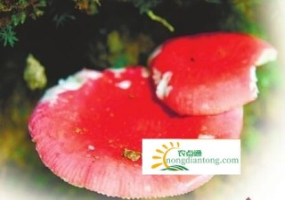 红菇的辨别方法，红菇有哪些种类,第4图