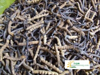 虫草菇炖排骨玉米，小孩吃虫草菇的副作用,第1图
