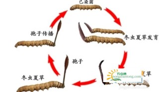 虫草是虫还是草？虫草到底是怎样形成的？,第2图