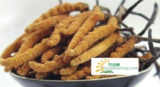 排骨炖冬虫夏草的做法，吃排骨冬虫夏草汤有哪些功效？,第3图