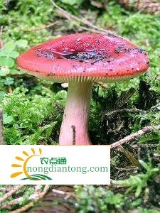 大红菇不能和什么一起吃，区别毒红菇和红菇,第3图