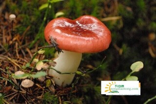 红菇可以人工种植吗,第1图