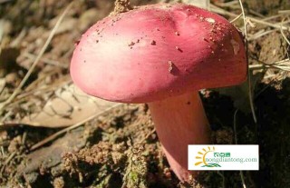 红蘑菇长啥样子,第1图