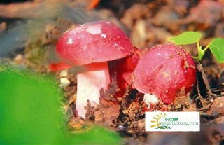 红菇可以人工种植吗？,第1图