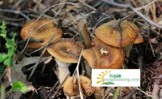 新鲜榛蘑的野生环境图片,第1图