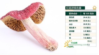 河南红蘑菇是正红菇吗？红菇有哪些营养价值？,第2图