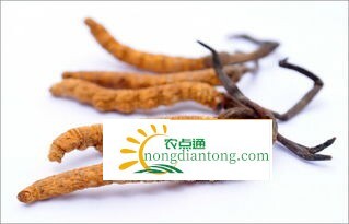 虫草菇有什么作用：调节免疫系统,第2图