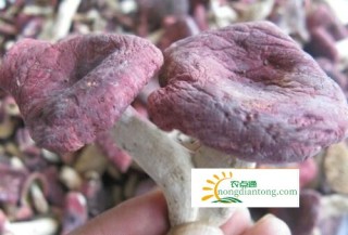野生红菇助增收福建莆田大洋乡保护生态见成效,第3图