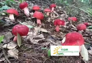 容县野生红菇产量喜获大丰收,第1图